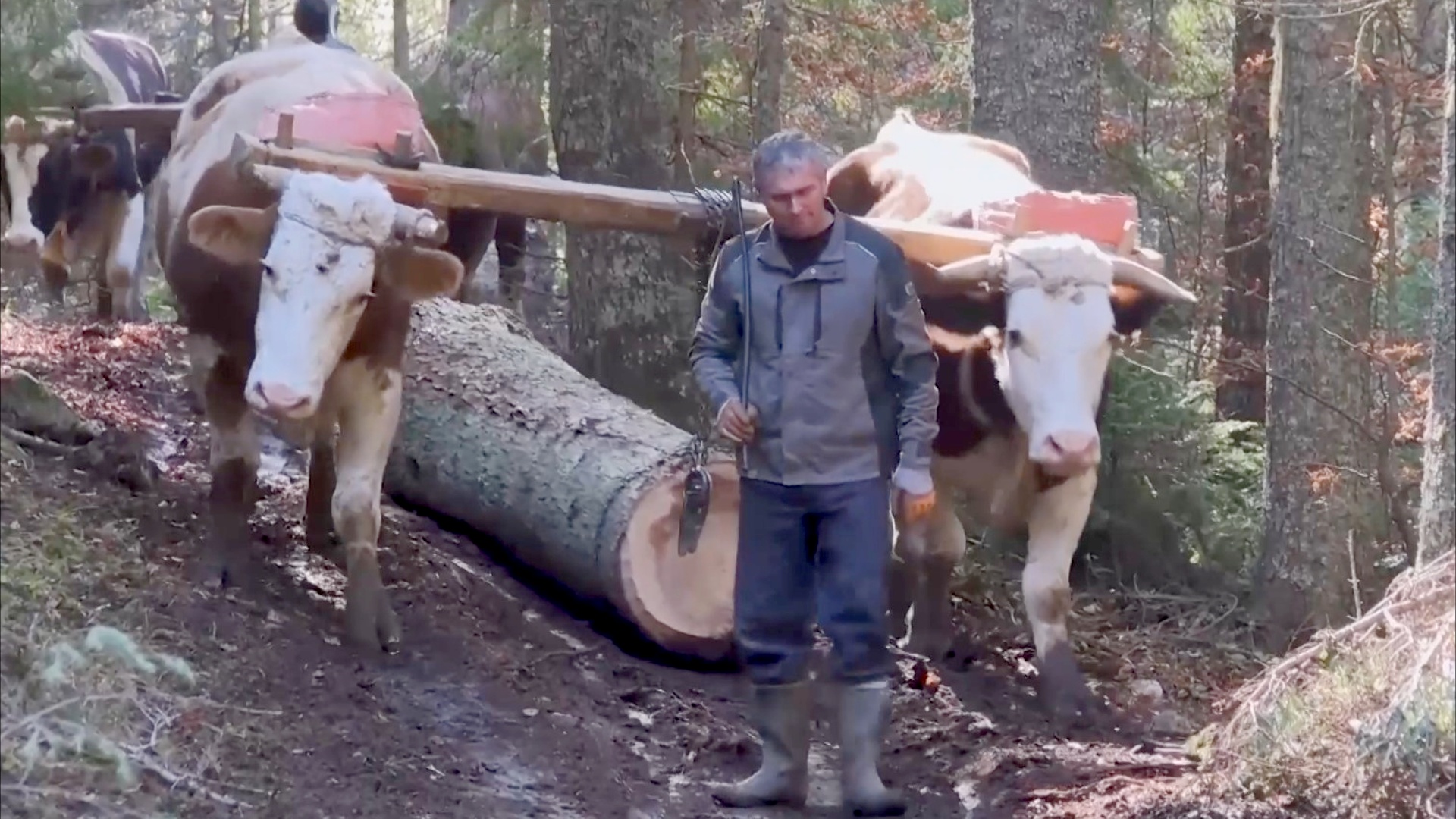 В Боснии в лесозаготовках по-прежнему используют лошадей и волов