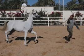 В Ираке возрождают разведение чистокровных арабских лошадей