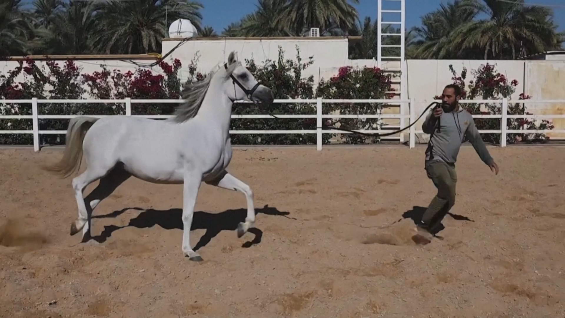 В Ираке возрождают разведение чистокровных арабских лошадей В Ираке возрождают разведение чистокровных арабских лошадей