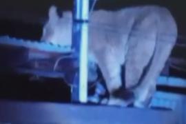 На улицах города в Мексике поймали африканскую львицу