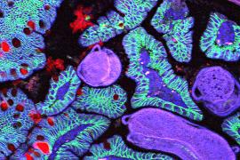 Учёные решили создать атлас всех клеток в теле человека