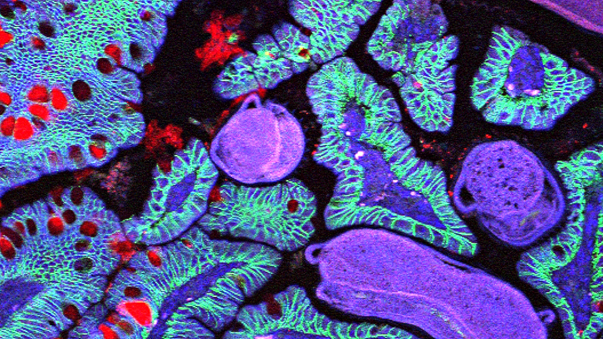 Учёные решили создать атлас всех клеток в теле человека