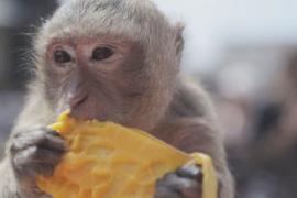 Макаки в Таиланде снова «погуляли» на роскошном банкете