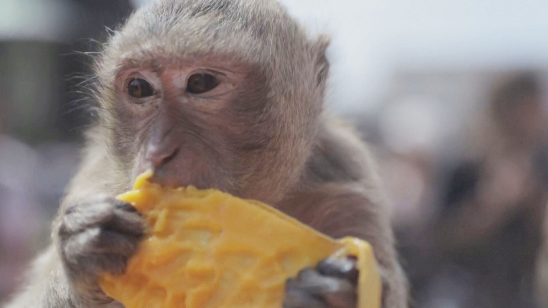 Макаки в Таиланде снова «погуляли» на роскошном банкете