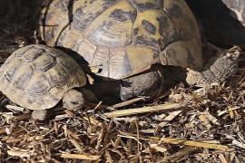 Житель Албании создал заповедник, чтобы спасать балканских черепах