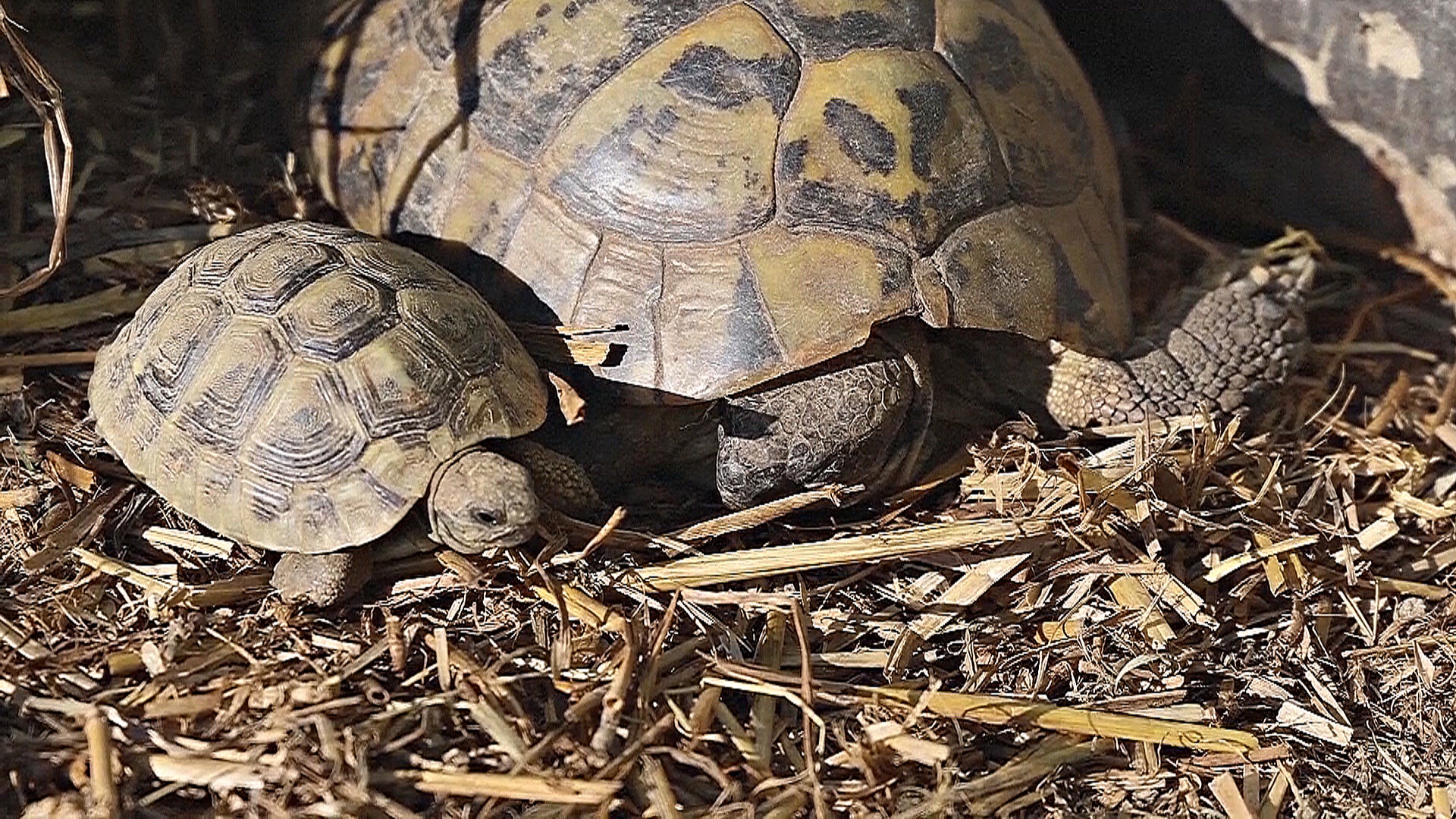 Житель Албании создал заповедник, чтобы спасать балканских черепах Житель Албании создал заповедник, чтобы спасать балканских черепах