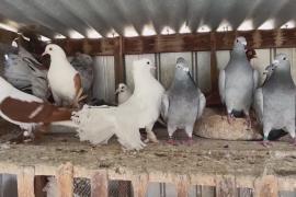 Австралийская семья разводит голубей и меняет отношение к ним в обществе