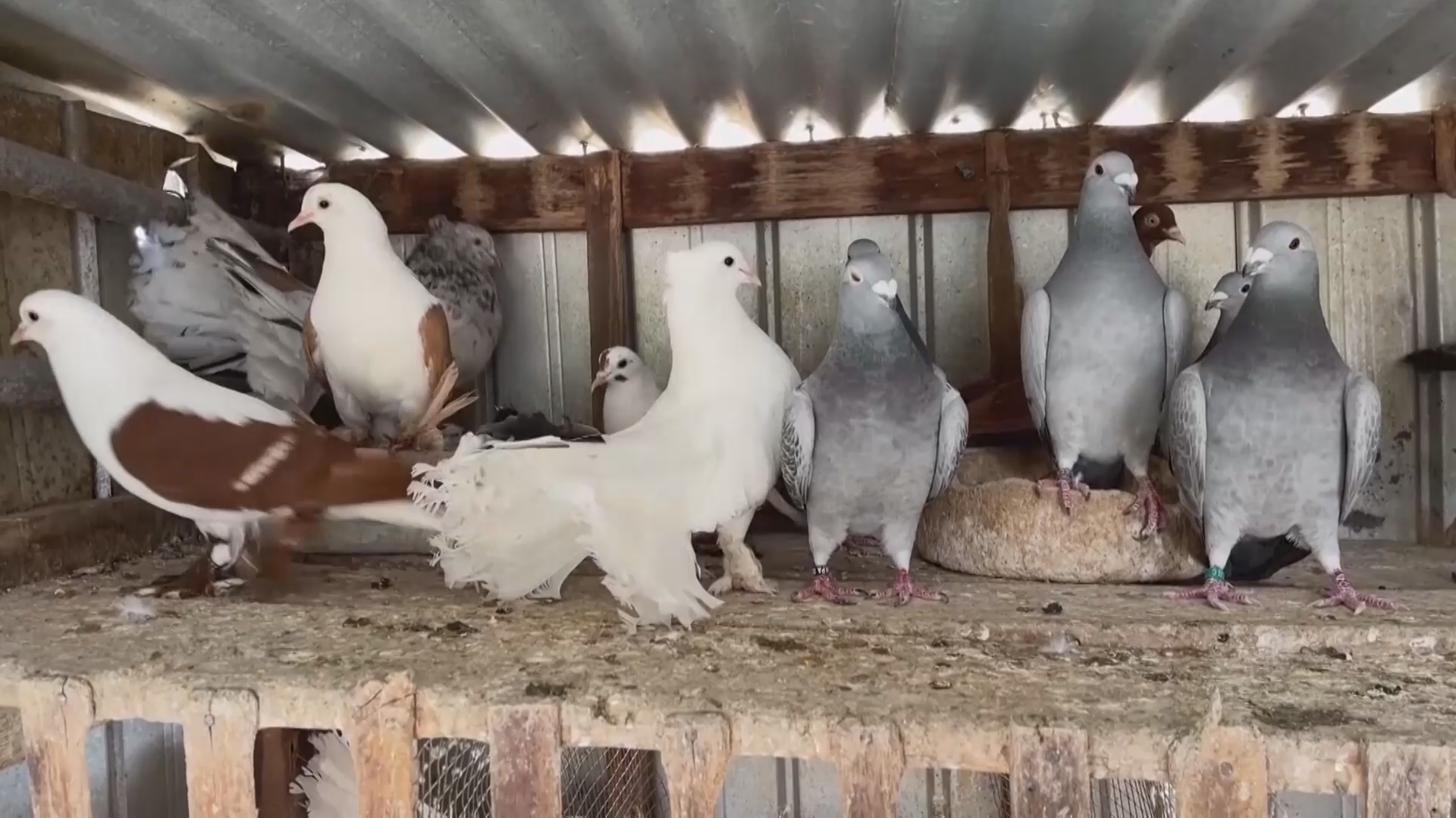 Австралийская семья разводит голубей и меняет отношение к ним в обществе