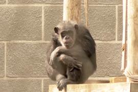 В зоопарке в Северной Македонии живёт один из старейших шимпанзе в мире