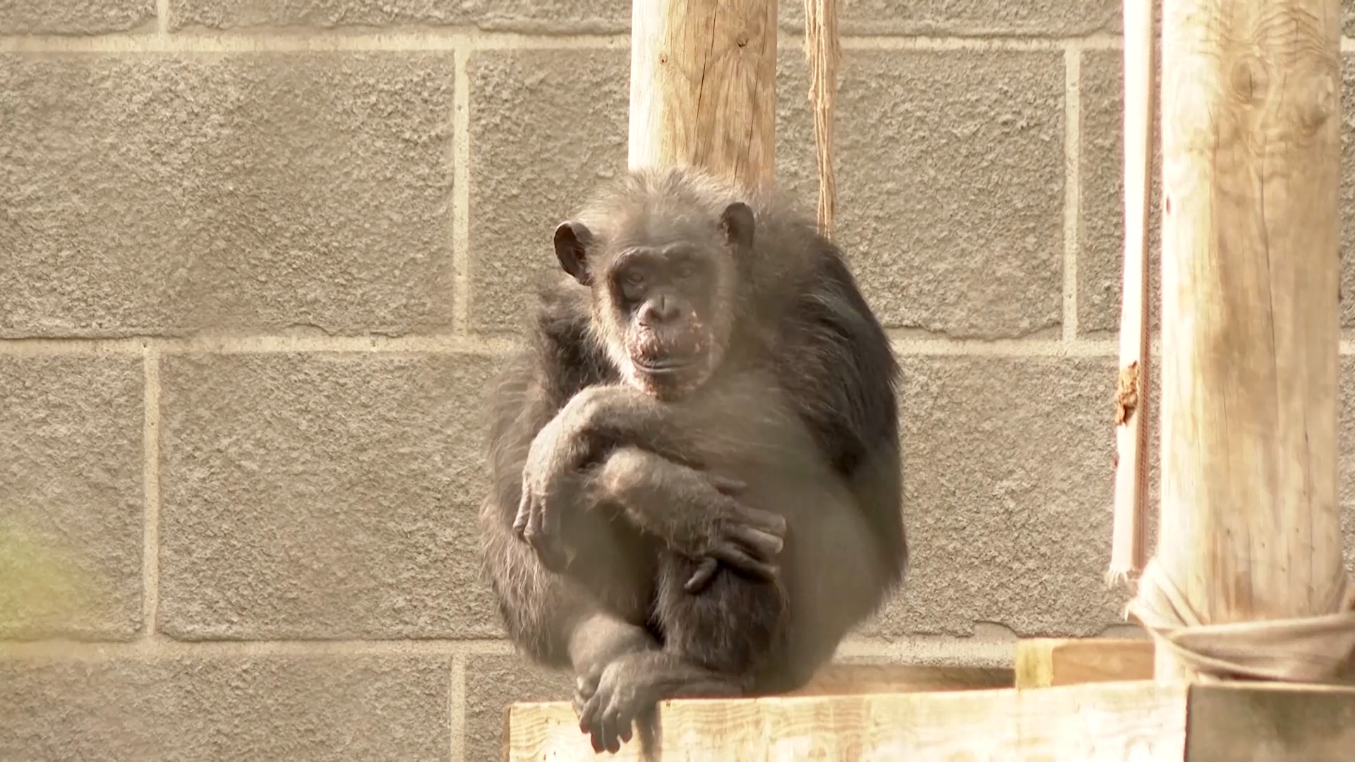 В зоопарке в Северной Македонии живёт один из старейших шимпанзе в мире В зоопарке в Северной Македонии живёт один из старейших шимпанзе в мире