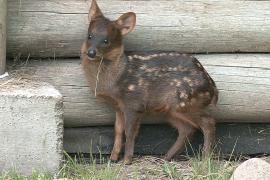 Редкий пуду родился в аргентинском зоопарке