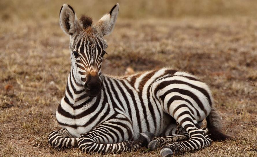 В Минском зоопарке полосатое пополнение В Минском зоопарке полосатое пополнение