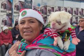 Собаки-альбиносы стали центром внимания на рождественском параде в Боливии