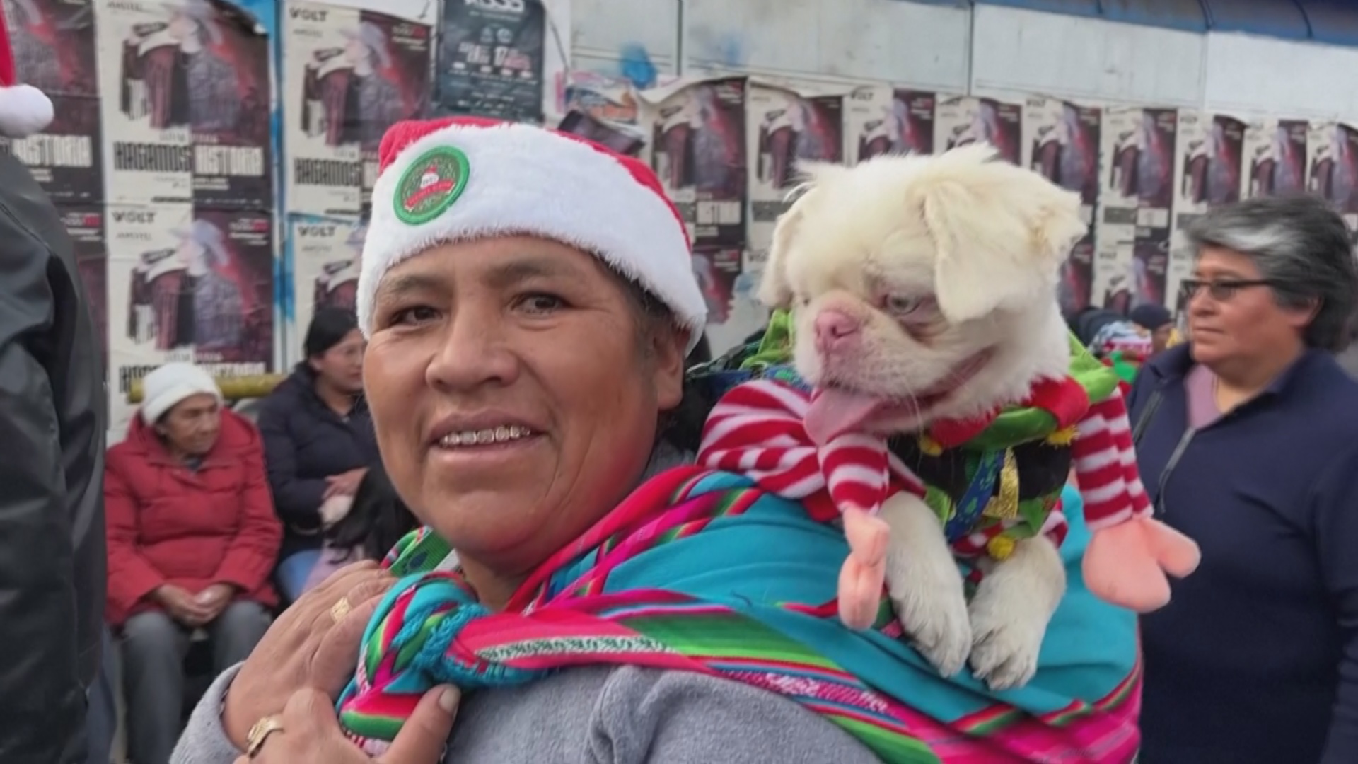 Собаки-альбиносы стали центром внимания на рождественском параде в Боливии Собаки-альбиносы стали центром внимания на рождественском параде в Боливии