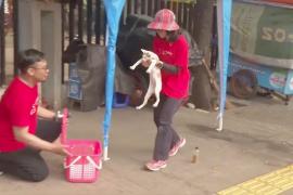 В Джакарте стерилизуют расплодившихся бродячих кошек