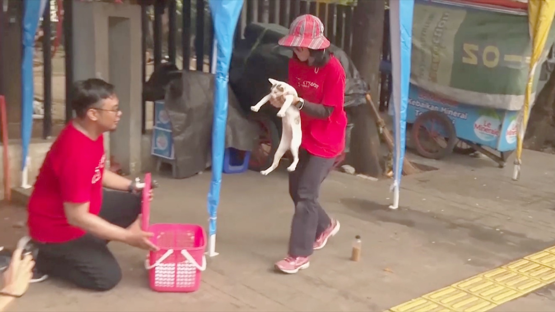 В Джакарте стерилизуют расплодившихся бродячих кошек В Джакарте стерилизуют расплодившихся бродячих кошек