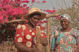 Личинки помогают фермерам Зимбабве кормить домашних животных