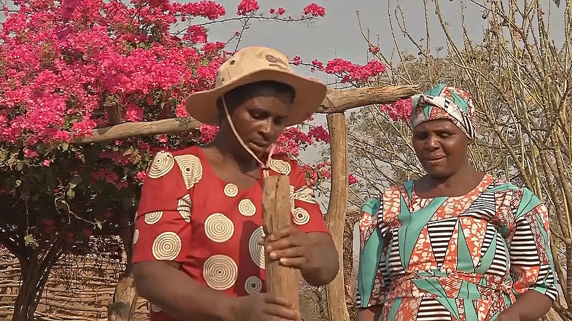 Личинки помогают фермерам Зимбабве кормить домашних животных Личинки помогают фермерам Зимбабве кормить домашних животных