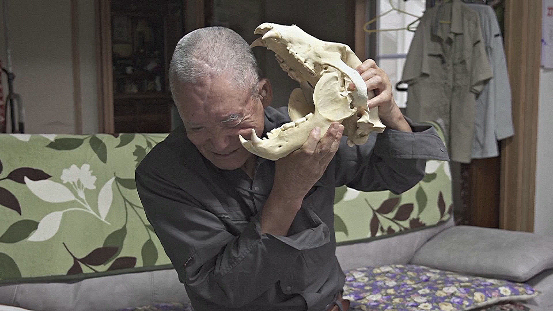 В Японии исчезает поколение охотников, которые защищают людей от медведей В Японии исчезает поколение охотников, которые защищают людей от медведей