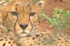 День гепарда: может ли самое быстрое животное обогнать собственное вымирание?