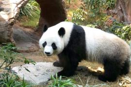 В Гонконге показали двух новых панд