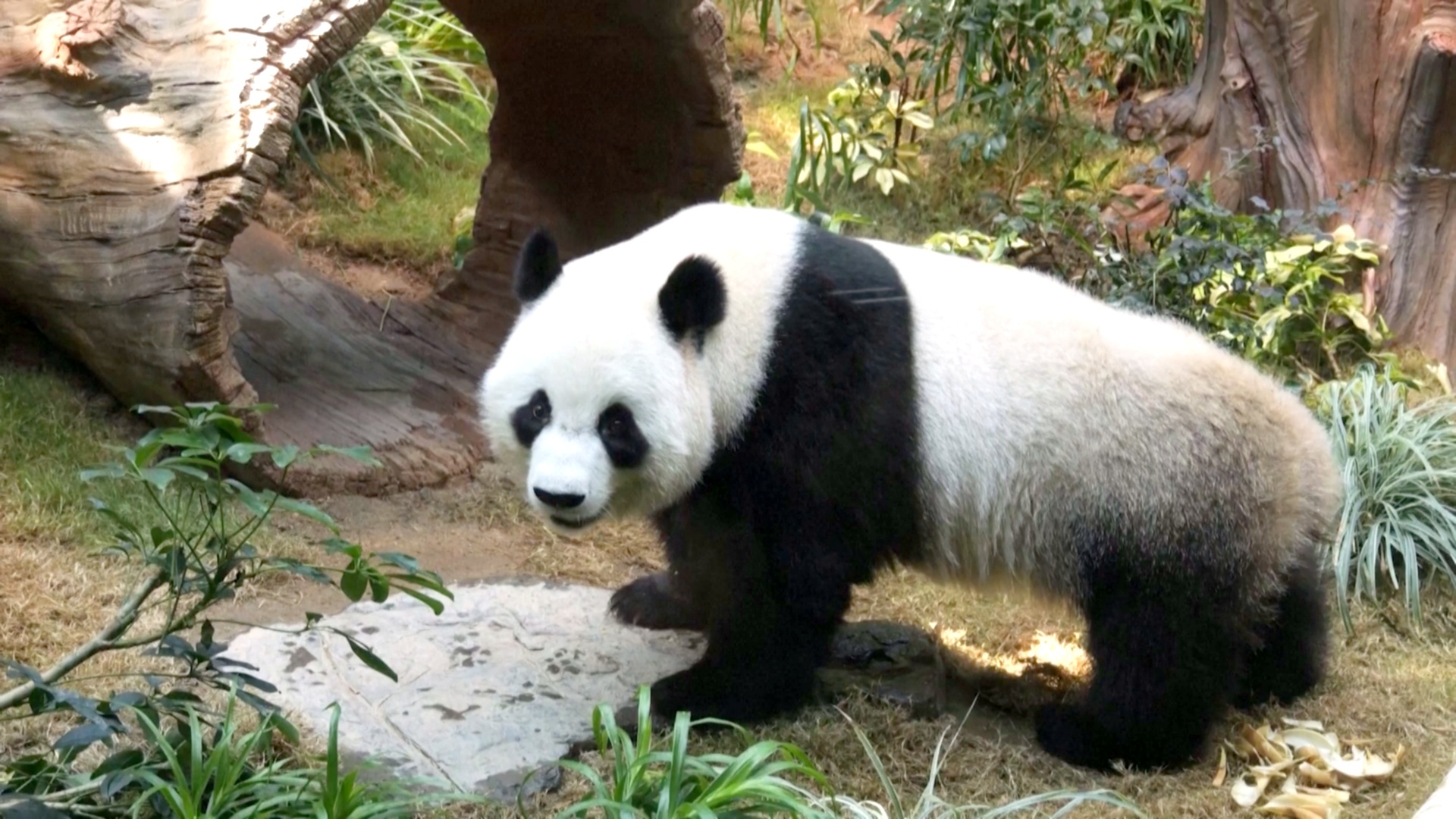 В Гонконге показали двух новых панд В Гонконге показали двух новых панд