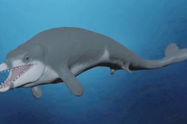 Египетские исследователи нашли окаменелость самого маленького древнего кита