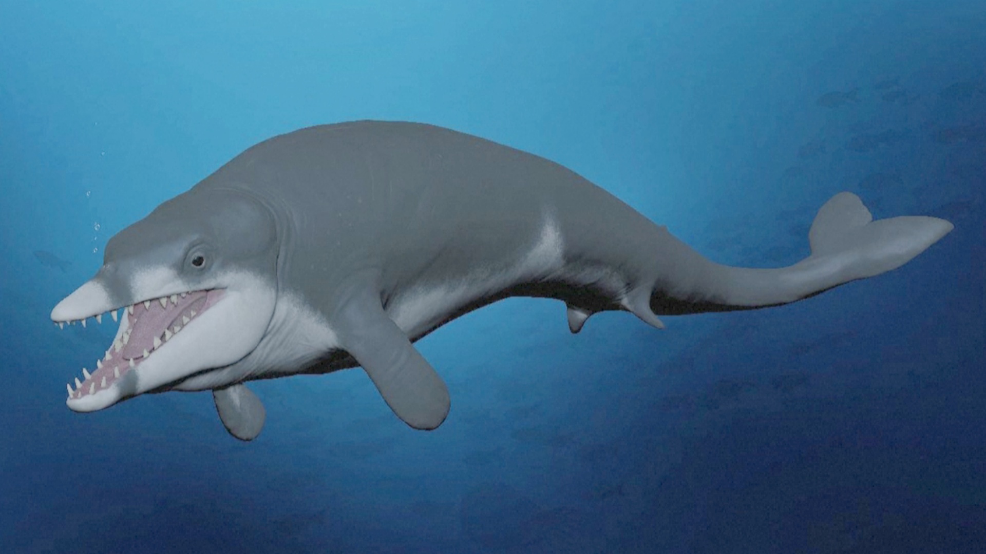 Египетские исследователи нашли окаменелость самого маленького древнего кита