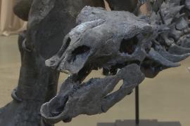 В музее Нью-Йорка представили самый полный скелет стегозавра