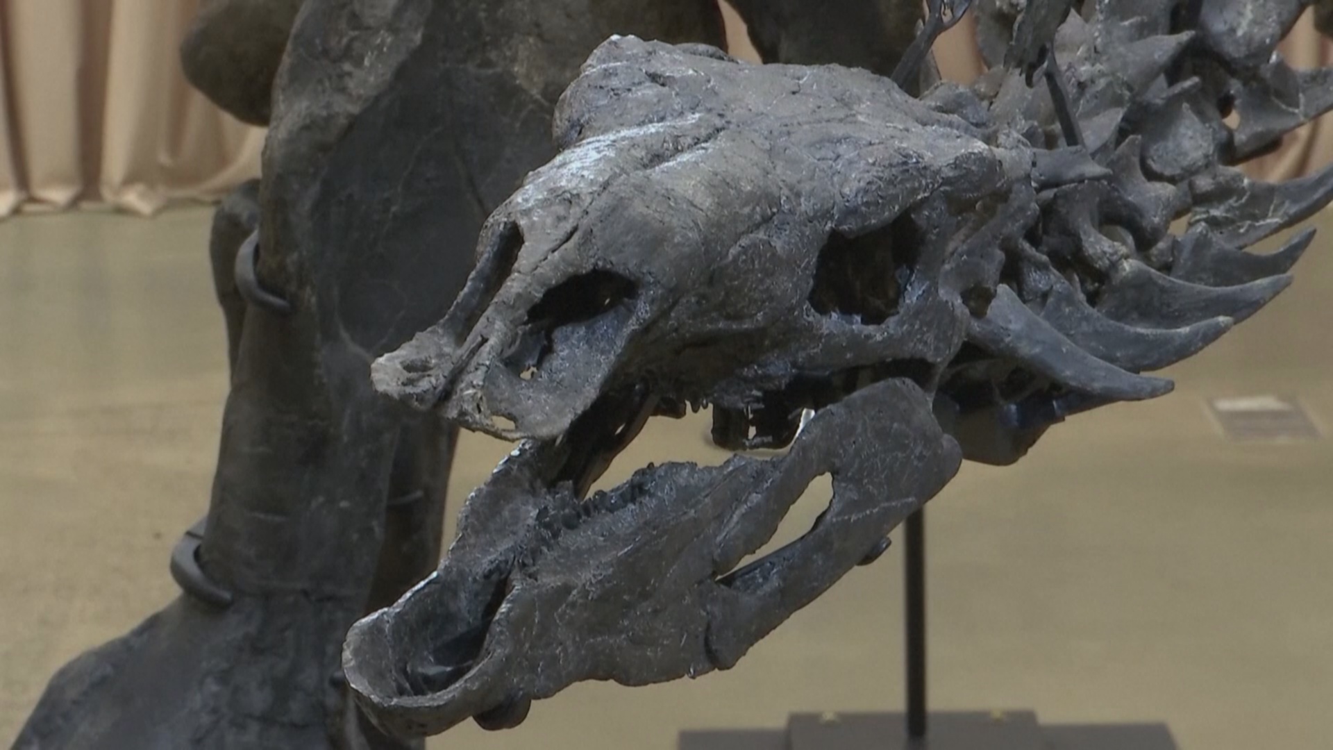 В музее Нью-Йорка представили самый полный скелет стегозавра В музее Нью-Йорка представили самый полный скелет стегозавра