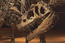 На аукционе в Лондоне продадут скелеты трёх динозавров