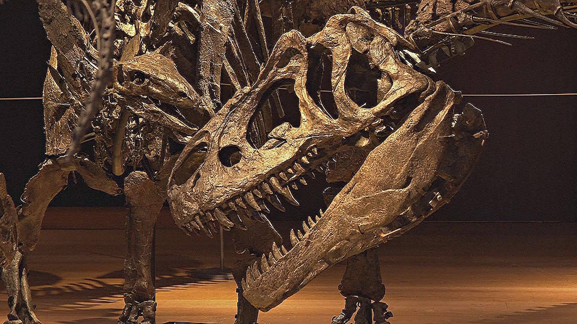 На аукционе в Лондоне продадут скелеты трёх динозавров