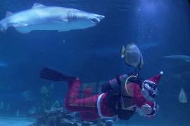 К акулам в аквариуме Будапешта спешит Рождество
