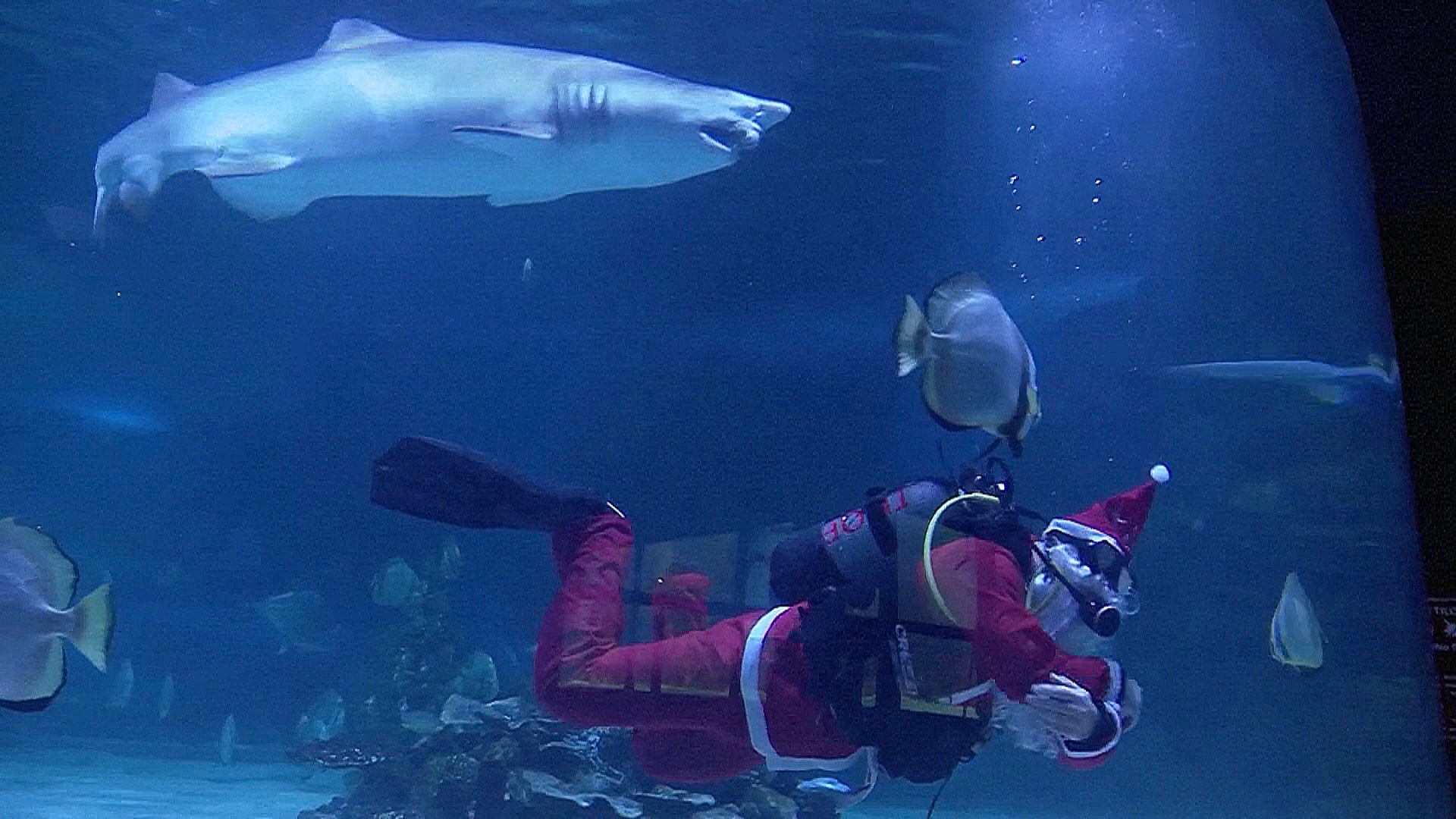 К акулам в аквариуме Будапешта спешит Рождество