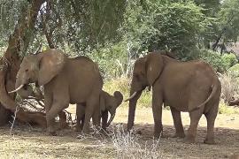 Имена слонов и лечащие себя обезьяны: открытия 2024 года в мире животных