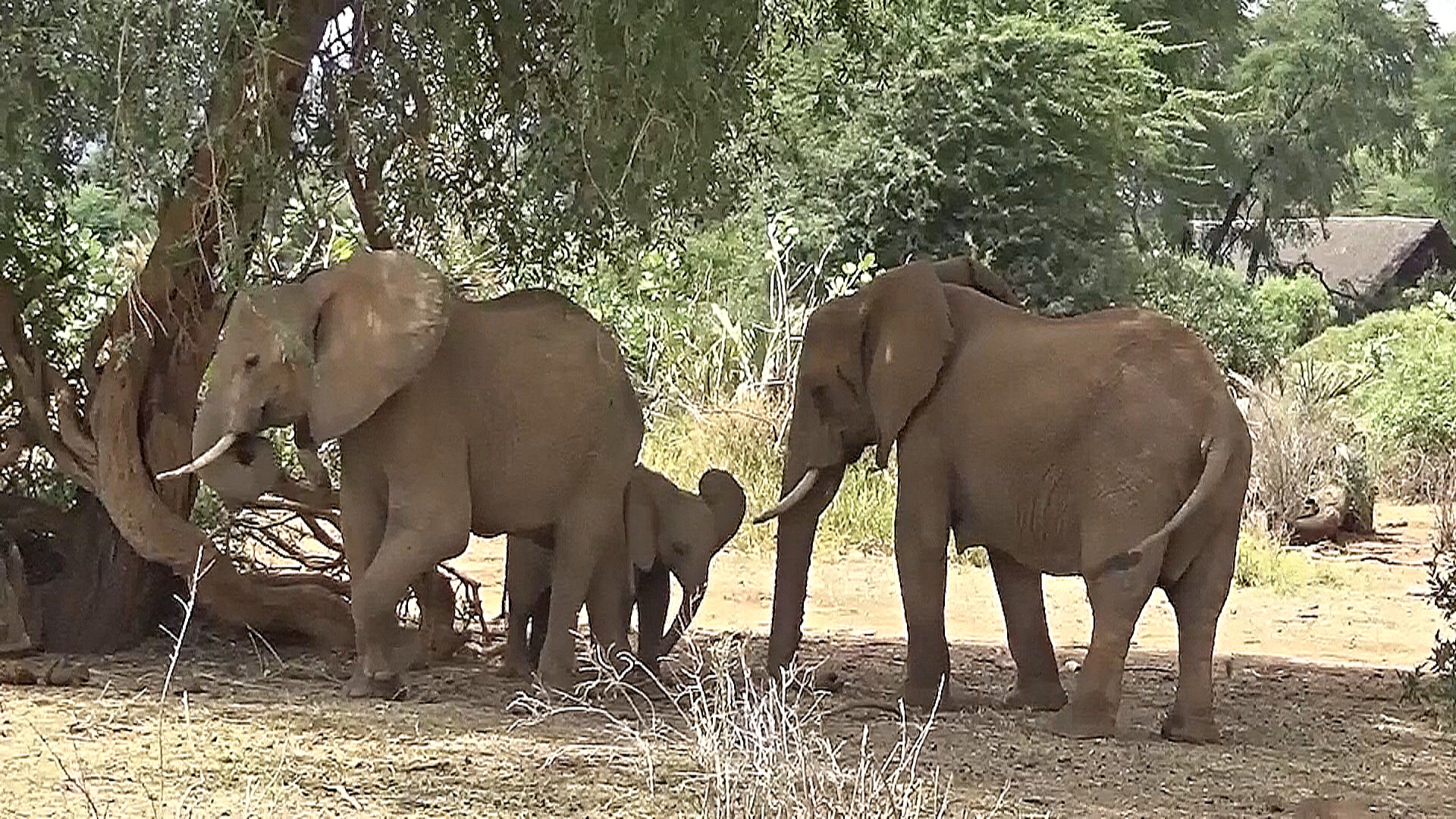 Имена слонов и лечащие себя обезьяны: открытия 2024 года в мире животных Имена слонов и лечащие себя обезьяны: открытия 2024 года в мире животных