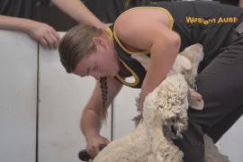 Стригали овец показали мастерство на чемпионате Австралии