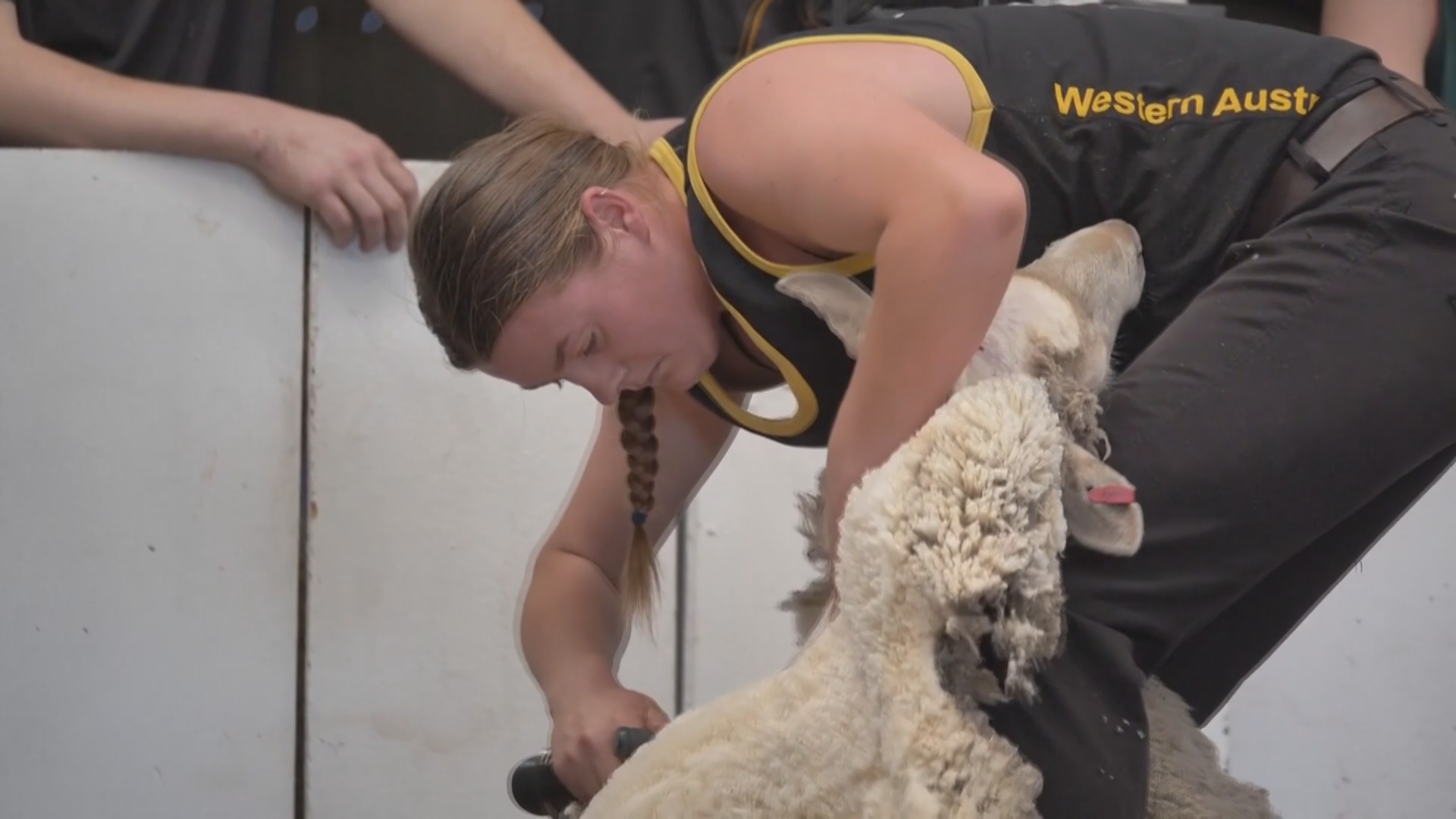 Стригали овец показали мастерство на чемпионате Австралии