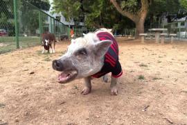 Домашняя свинья помогает хозяину дрессировать собак