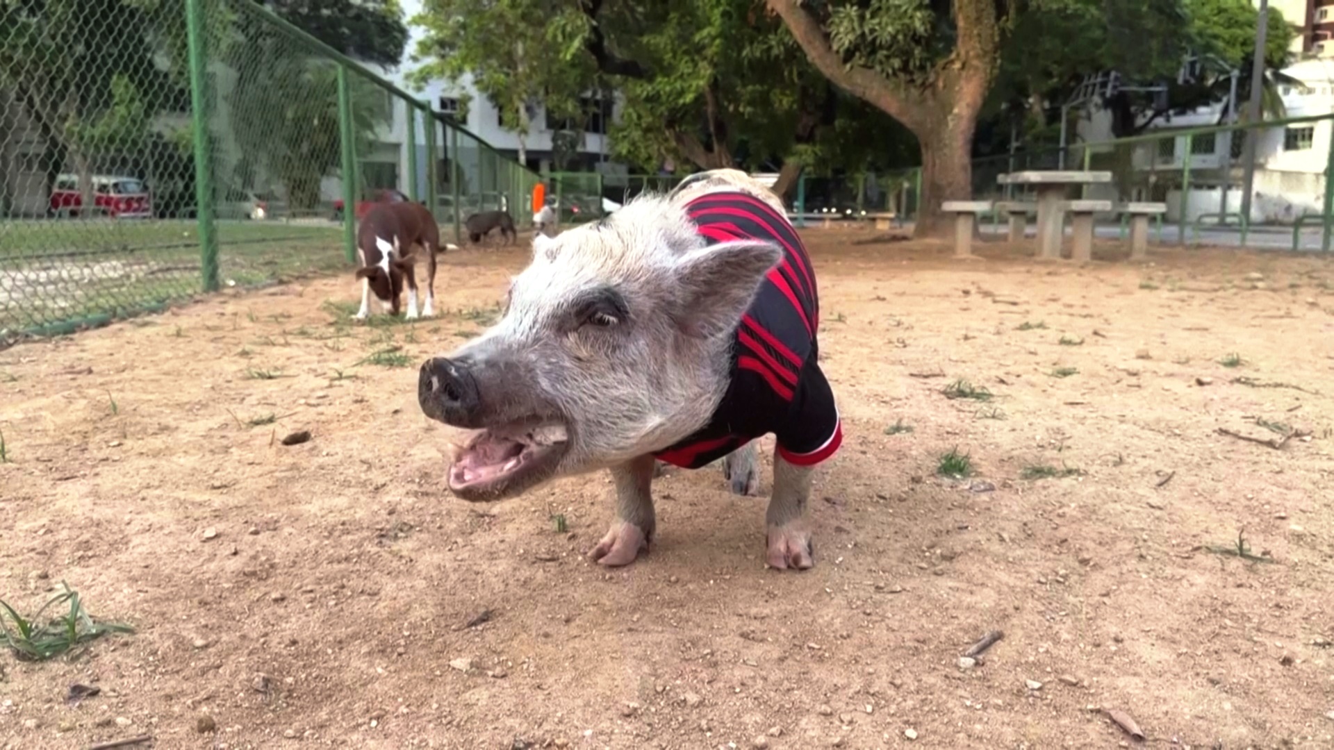 Домашняя свинья помогает хозяину дрессировать собак Домашняя свинья помогает хозяину дрессировать собак