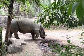 Самый большой зоопарк в Чили преобразуют в биопарк