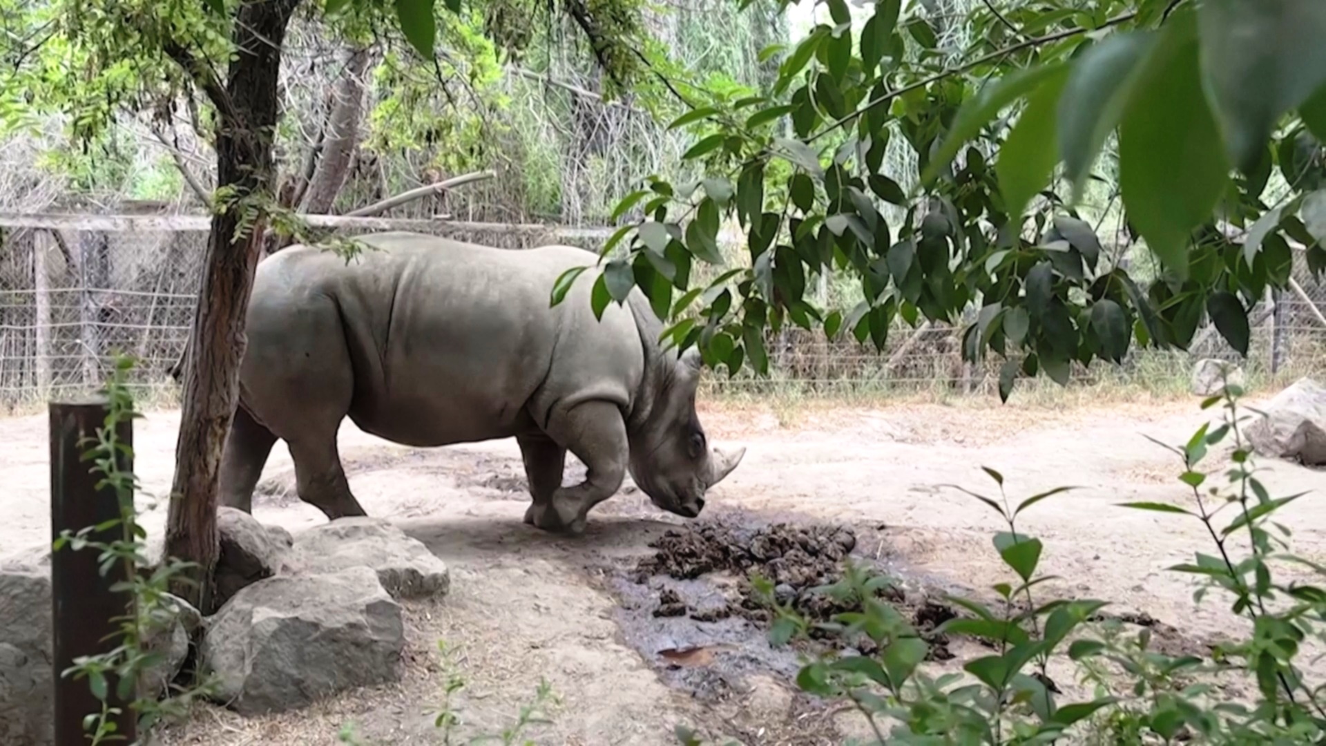 Самый большой зоопарк в Чили преобразуют в биопарк Самый большой зоопарк в Чили преобразуют в биопарк