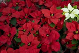 Знаменитые рождественские пуансеттии уже готовы к сезону праздников