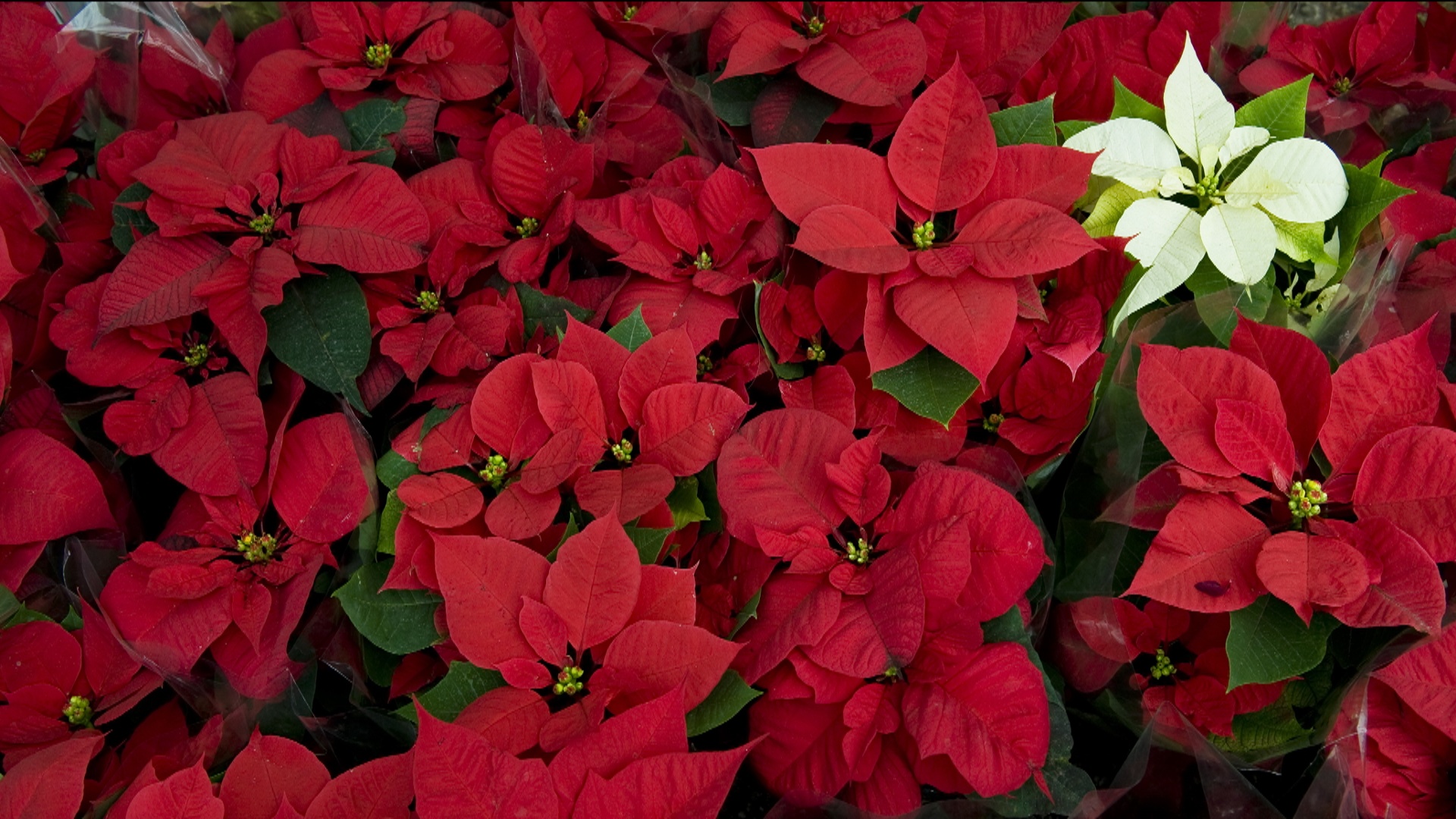 Знаменитые рождественские пуансеттии уже готовы к сезону праздников Знаменитые рождественские пуансеттии уже готовы к сезону праздников