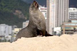 На пляж в Рио-де-Жанейро приплыл отдохнуть морской лев