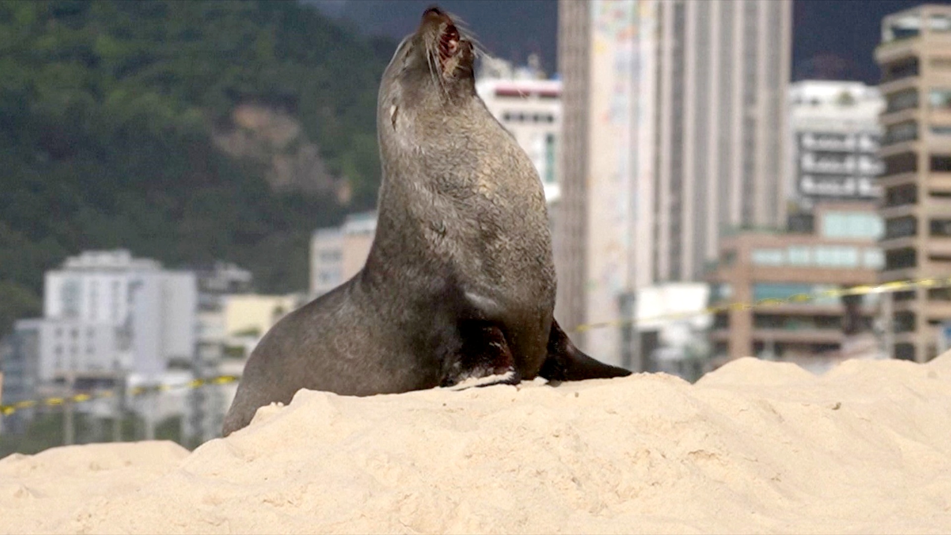 На пляж в Рио-де-Жанейро приплыл отдохнуть морской лев
