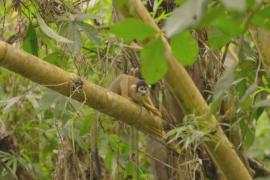 В перуанской Амазонии обнаружили 27 новых видов животных