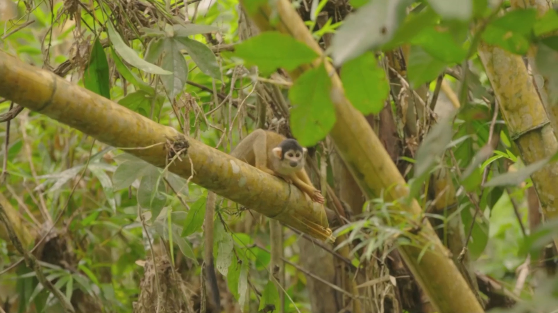 В перуанской Амазонии обнаружили 27 новых видов животных В перуанской Амазонии обнаружили 27 новых видов животных