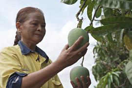 Мигрантка из Таиланда вырастила сад из 70 000 манго в Австралии
