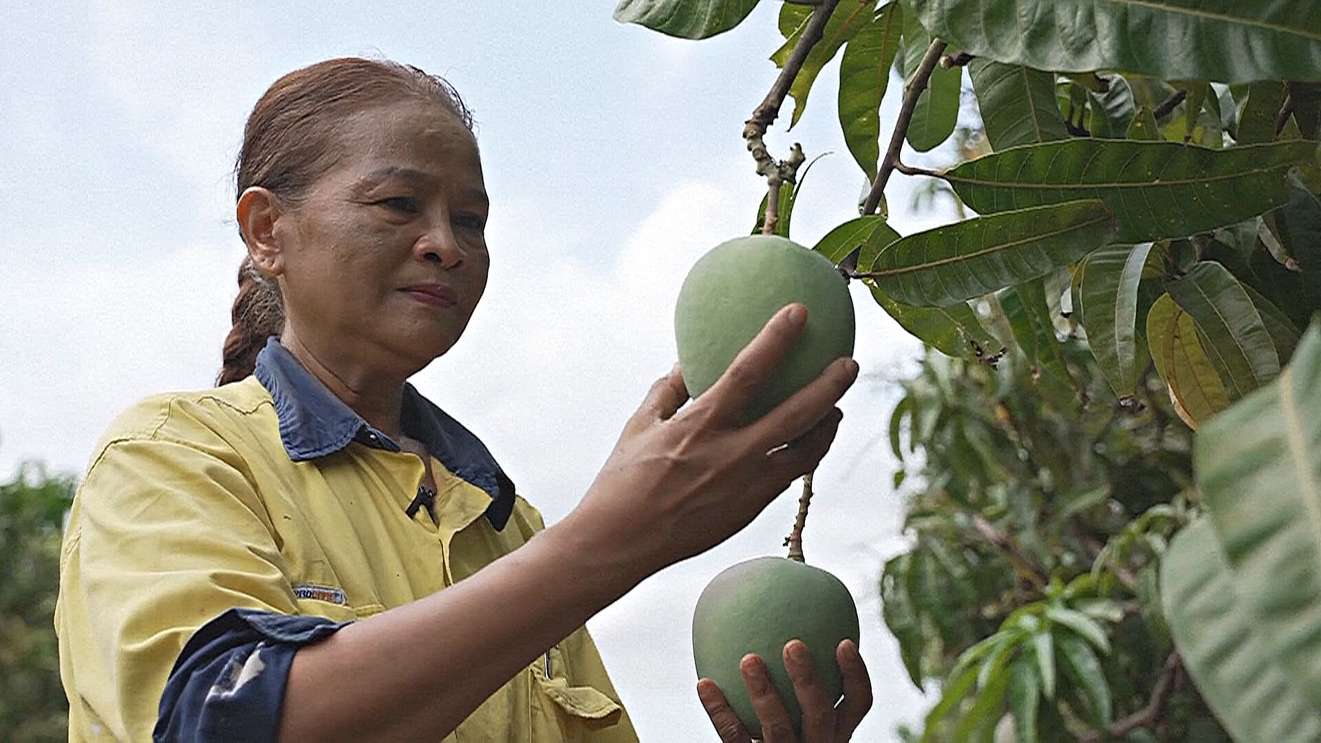 Мигрантка из Таиланда вырастила сад из 70 000 манго в Австралии